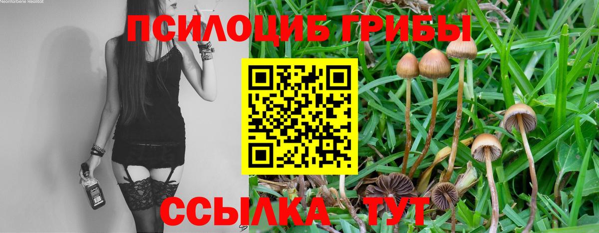 Галлюциногенные грибы Psilocybine cubensis Красноармейск
